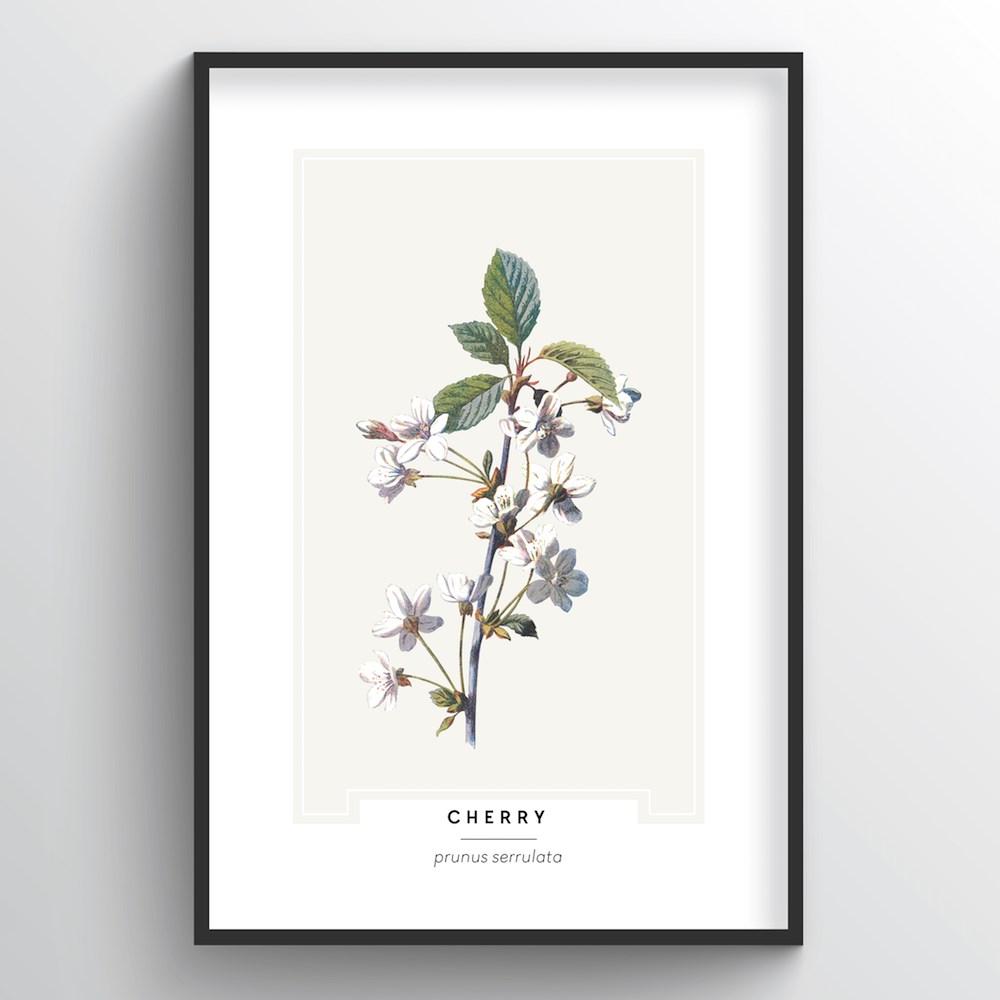 Cherry Blossom Botanical Art Print - Point Two Design