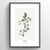 Cherry Blossom Botanical Art Print - Point Two Design