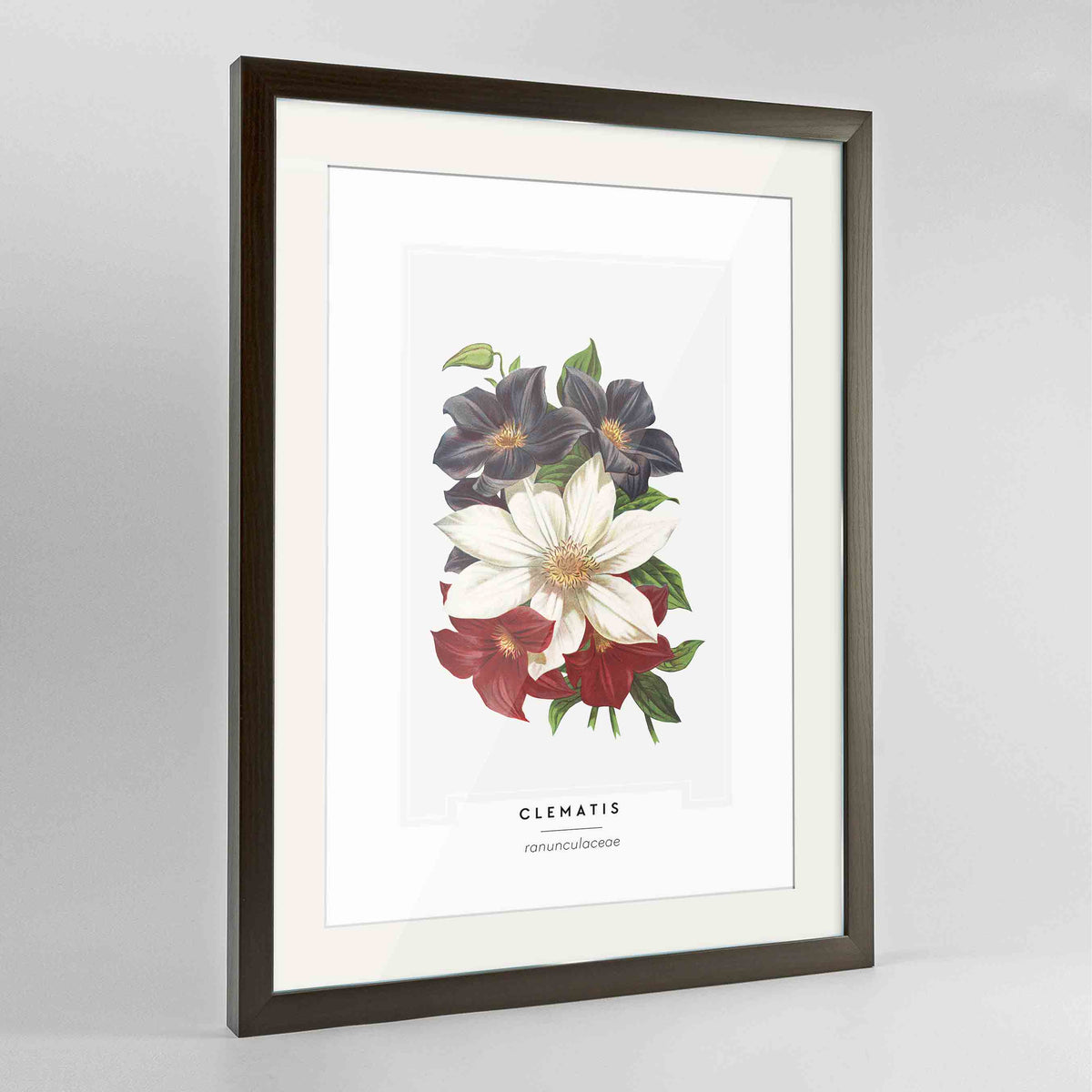Clematis Botanical Art Print - Framed