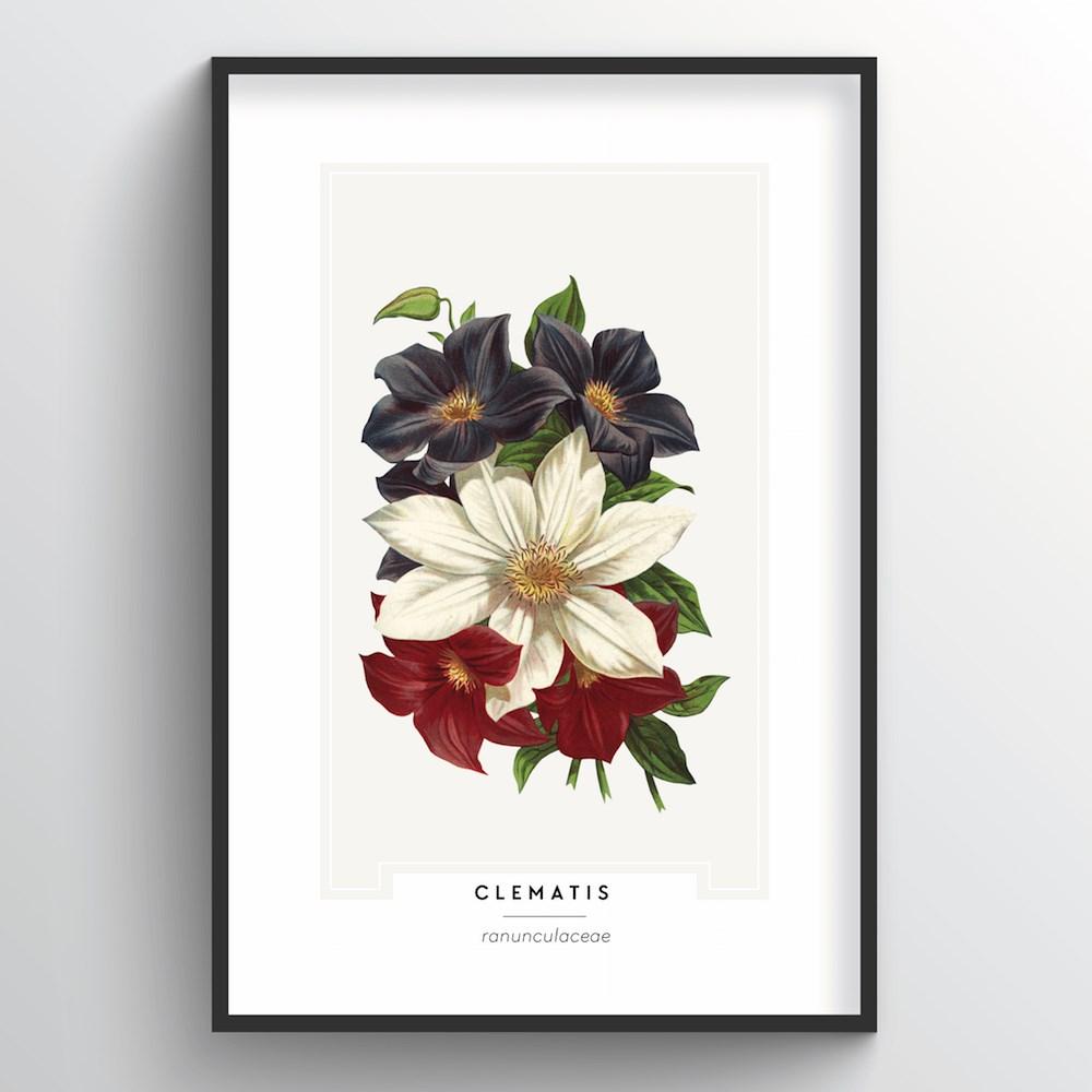 Clematis Botanical Art Print - Point Two Design