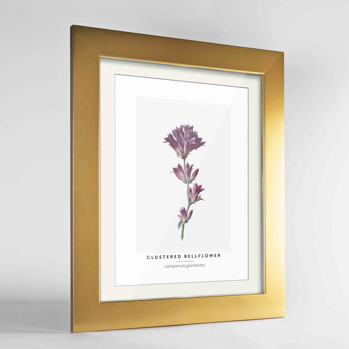 Clustered Bellflower Botanical Art Print - Framed