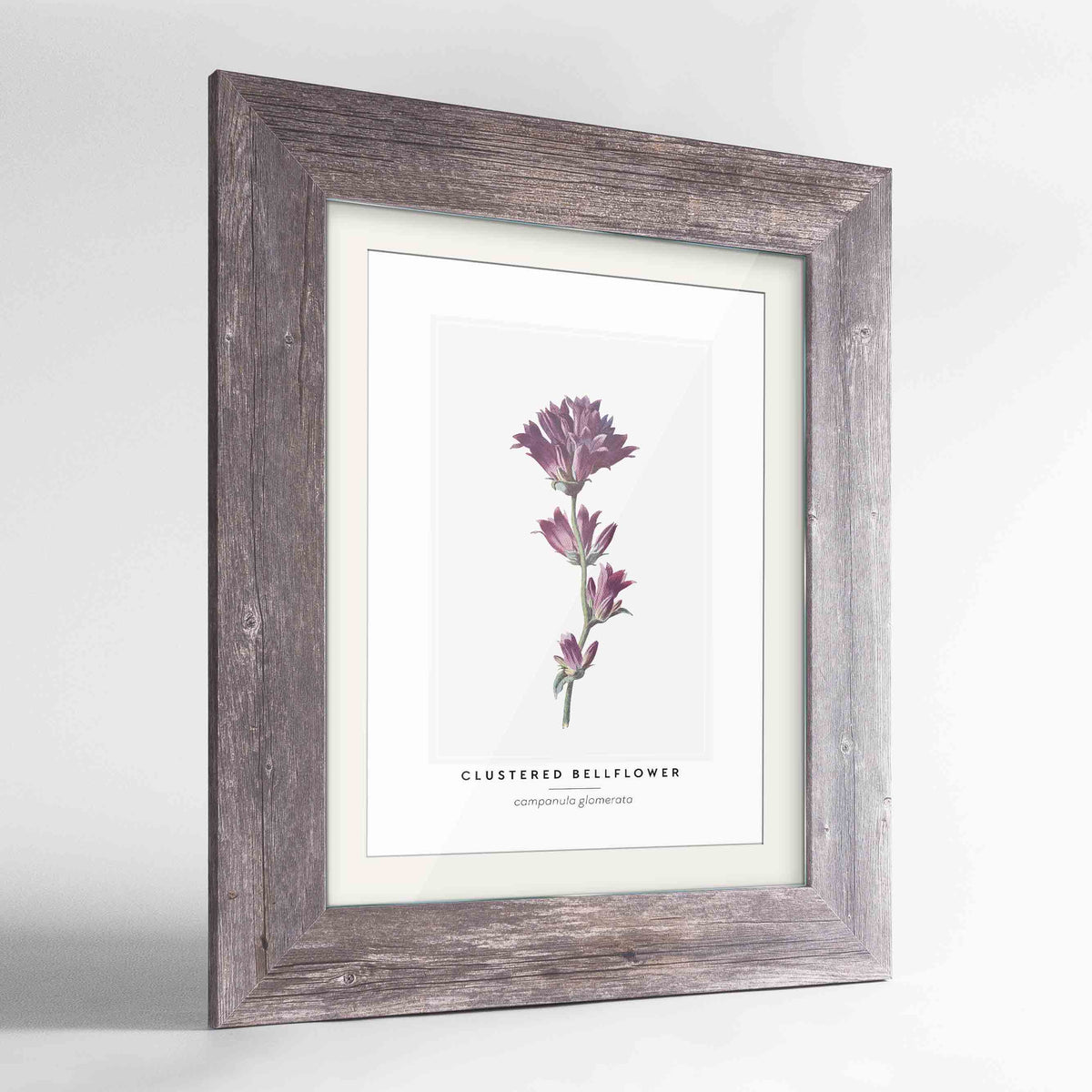 Clustered Bellflower Botanical Art Print - Framed