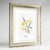 Daffodil Botanical Art Print - Framed