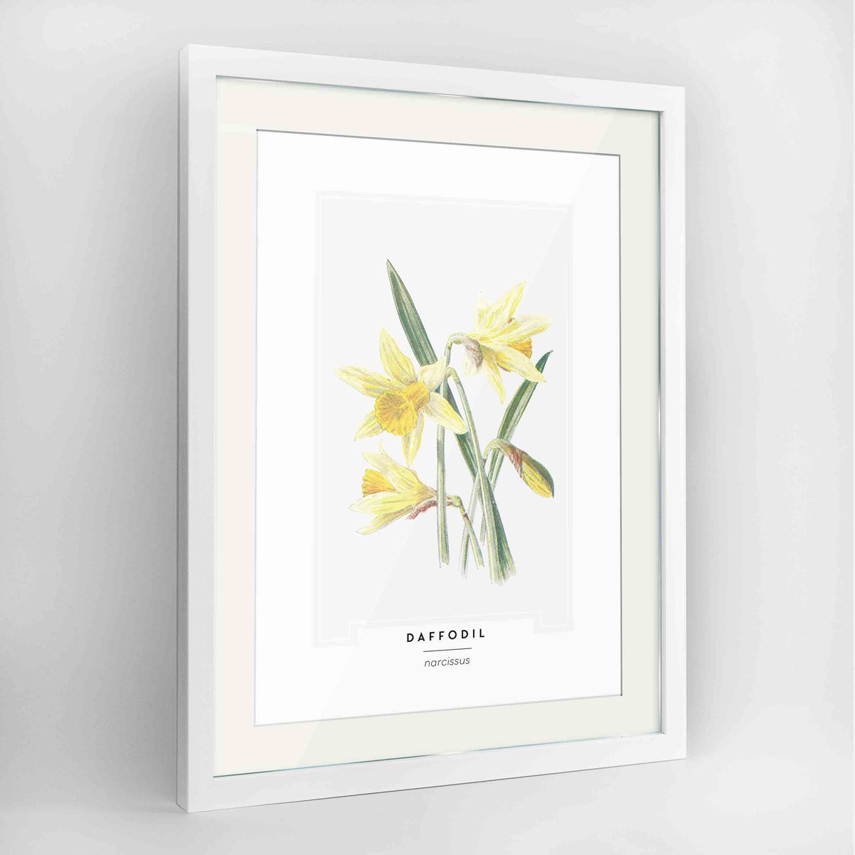 Daffodil Botanical Art Print - Framed