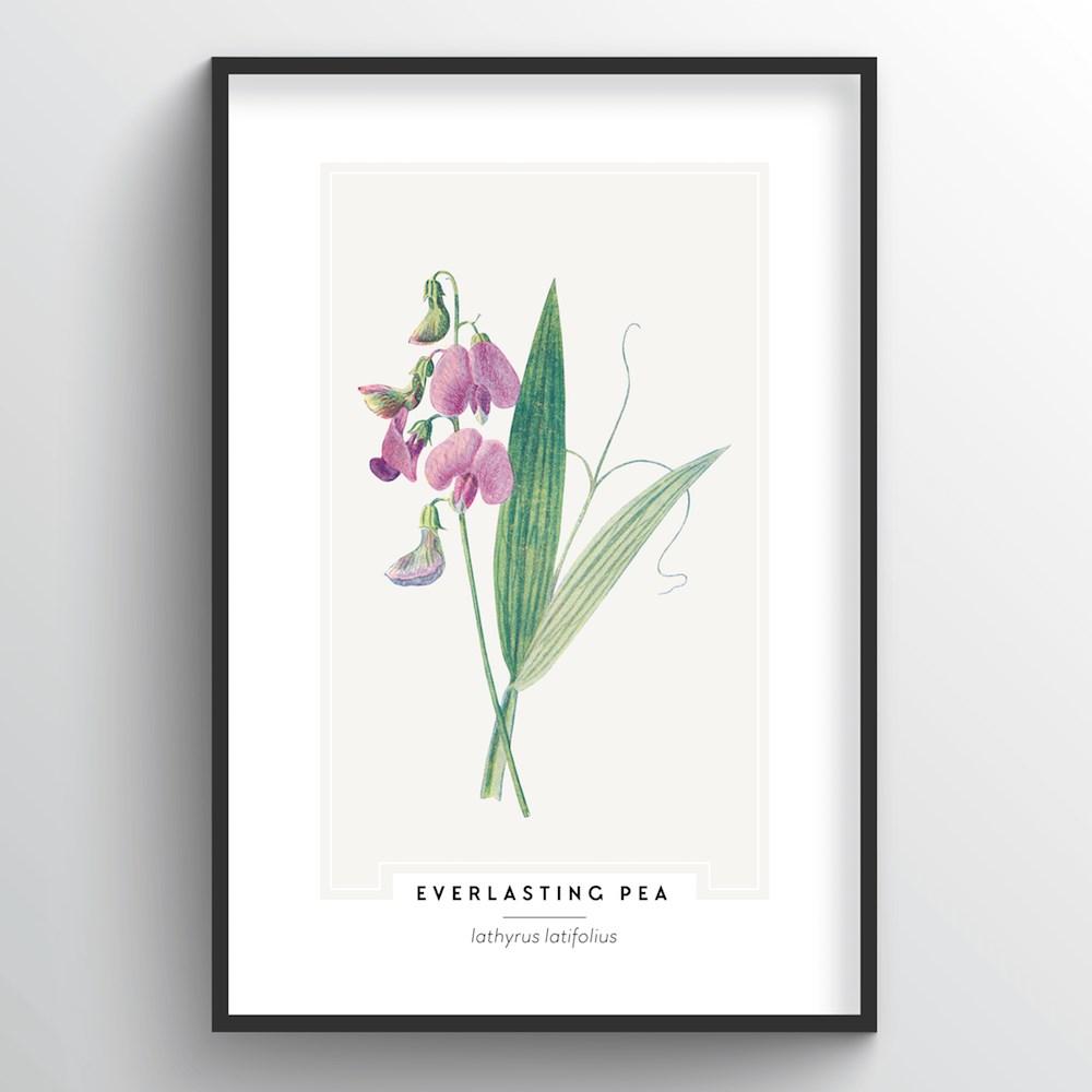 Everlasting Pea Botanical Art Print - Point Two Design