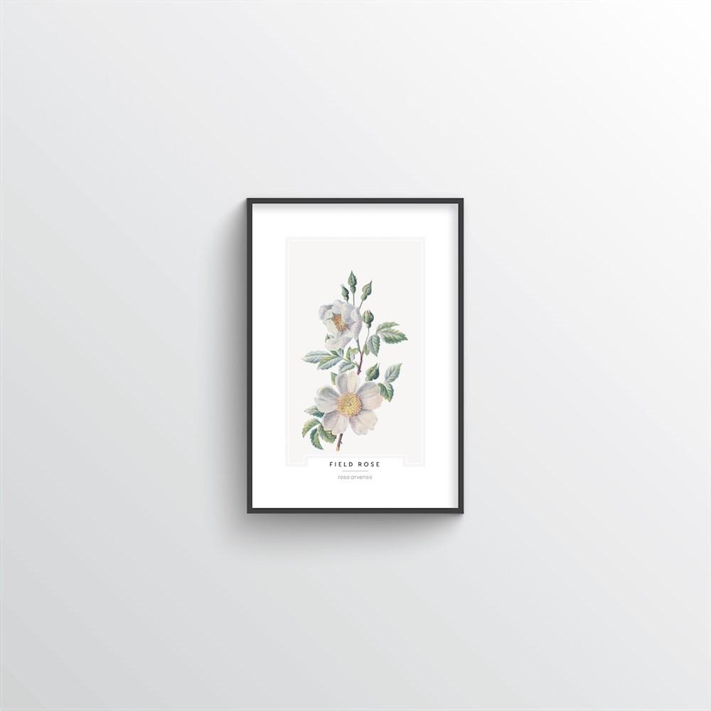Field Rose Botanical Art Print