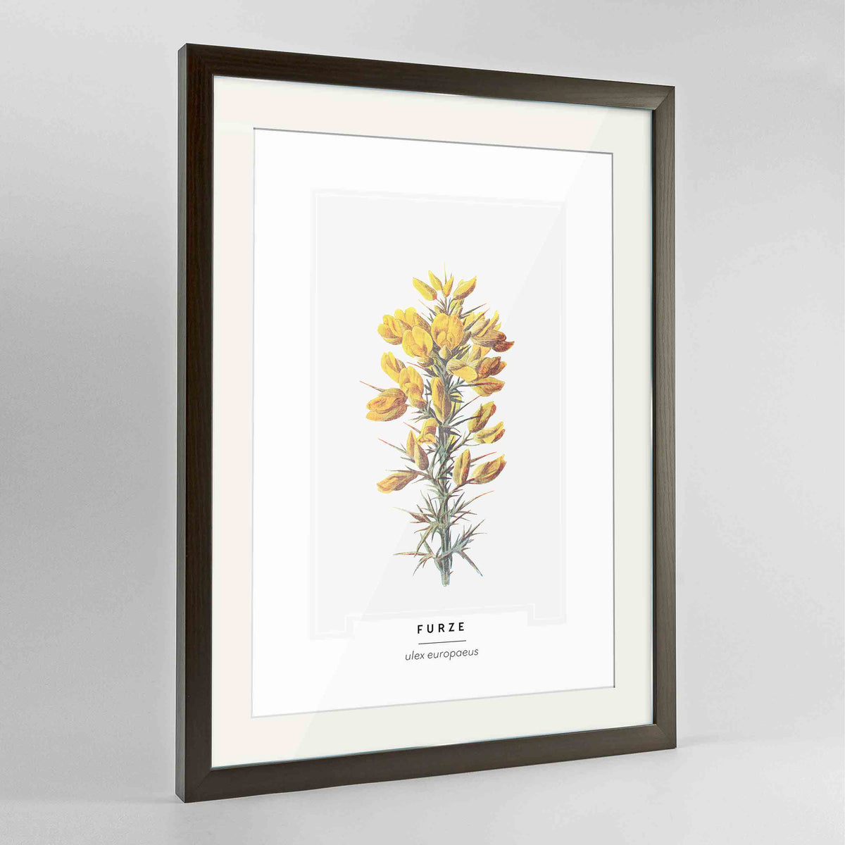 Furze Botanical Art Print - Framed