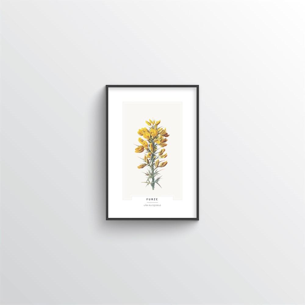 Furze Botanical Art Print