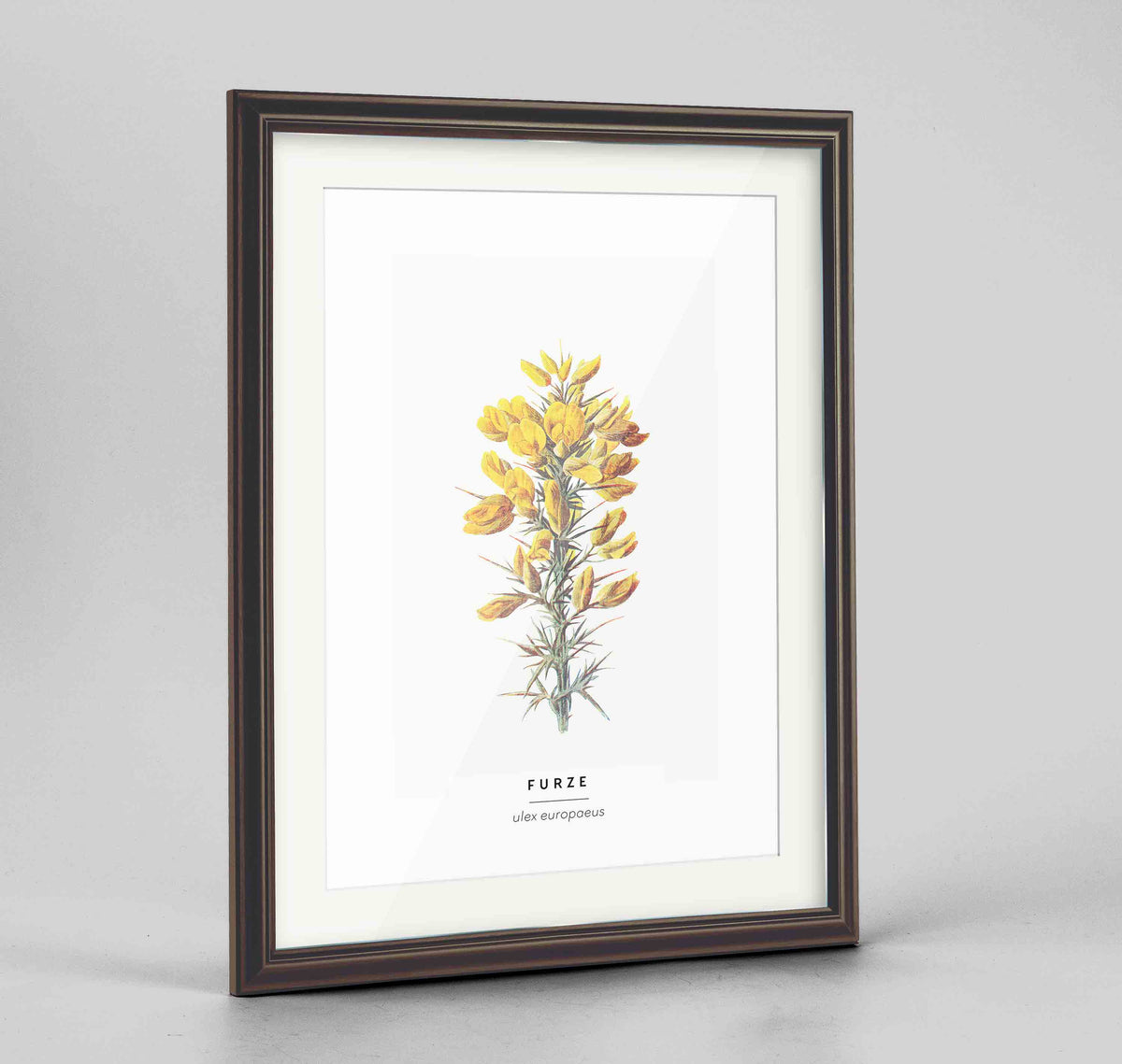 Furze Botanical Art Print - Framed