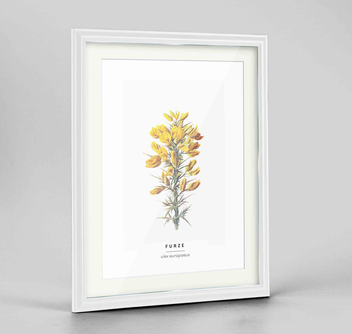 Furze Botanical Art Print - Framed