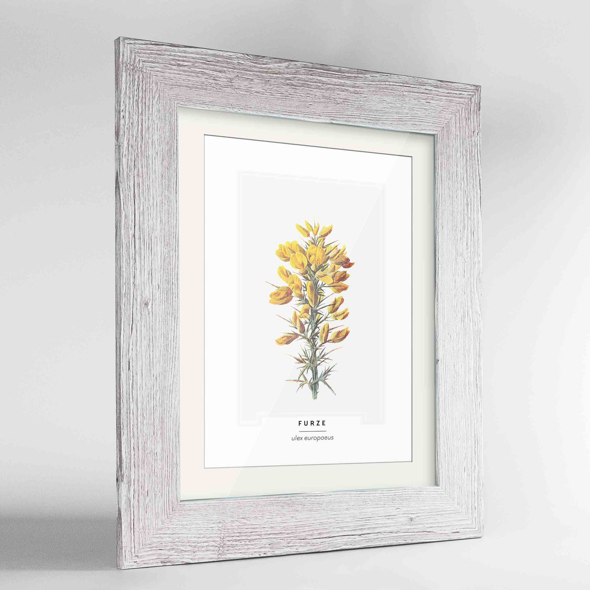 Furze Botanical Art Print - Framed