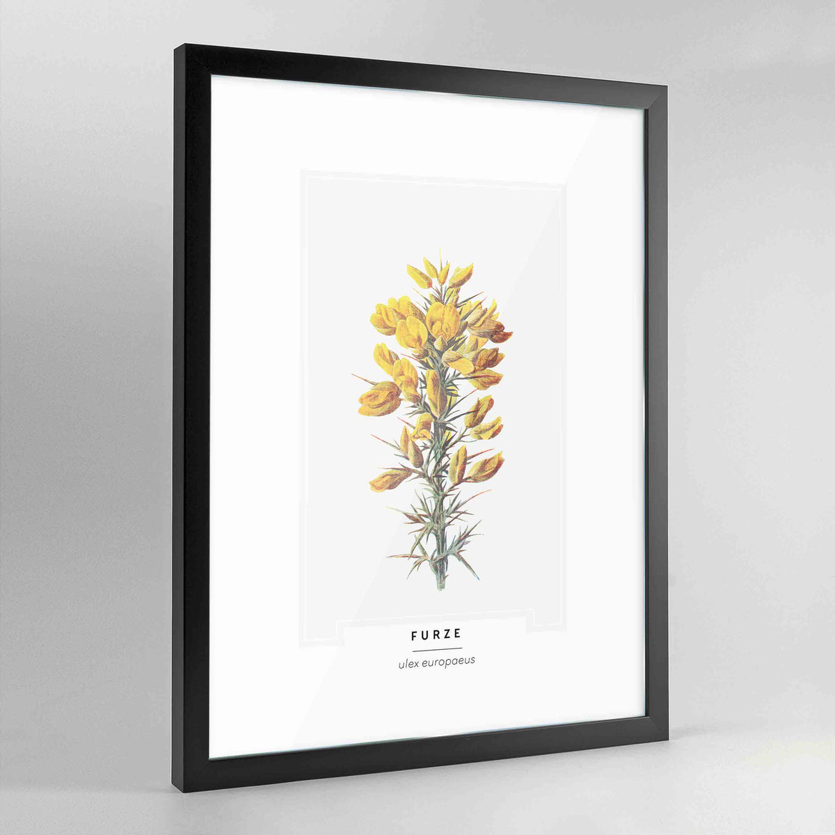 Furze Botanical Art Print - Framed