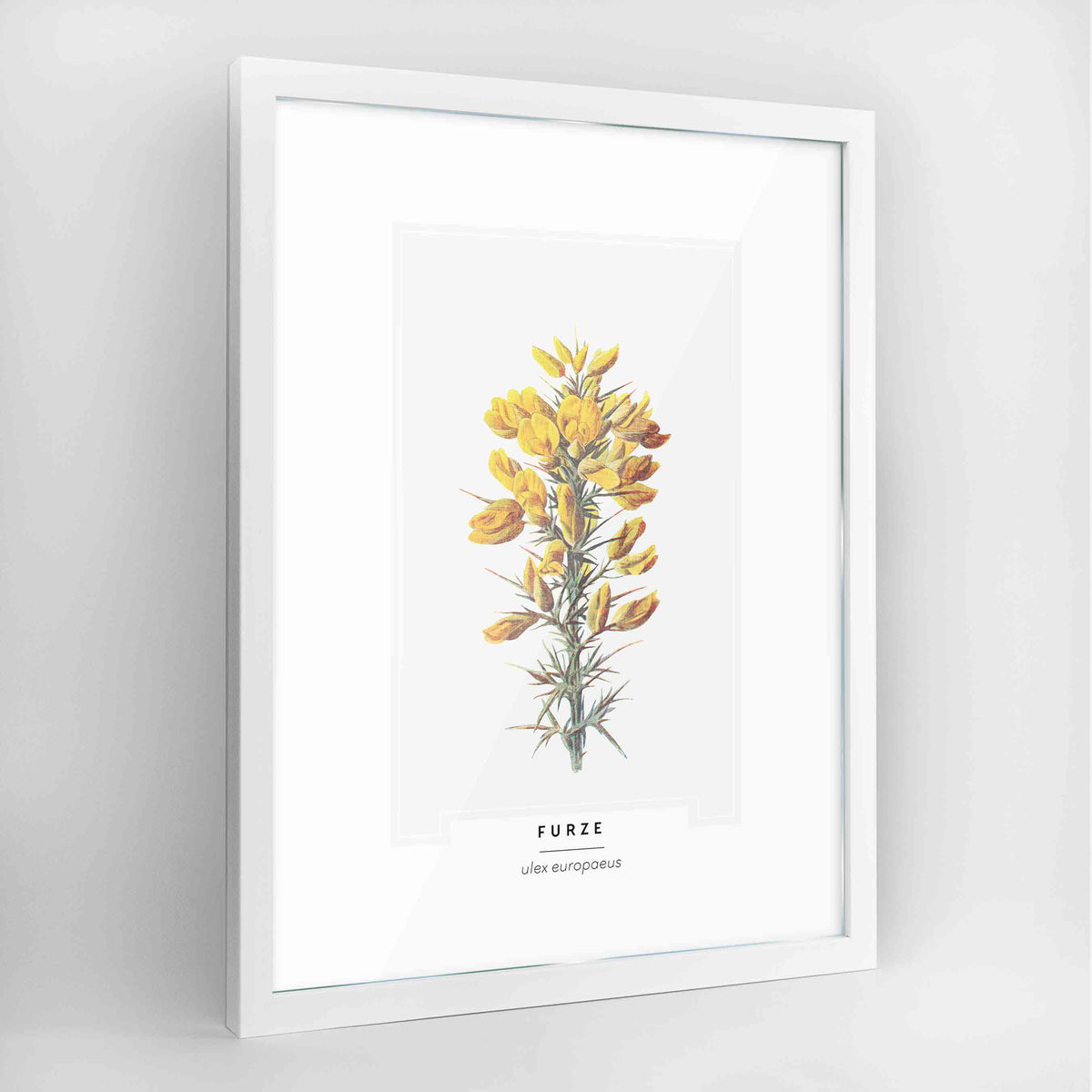 Furze Botanical Art Print - Framed