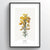 Furze Botanical Art Print - Point Two Design