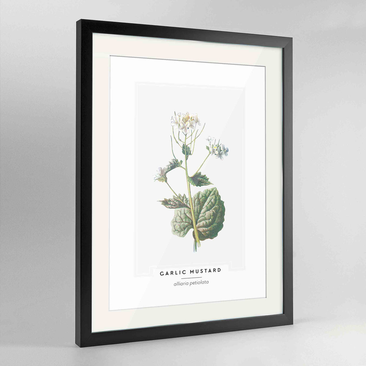 Garlic Mustard Botanical Art Print - Framed