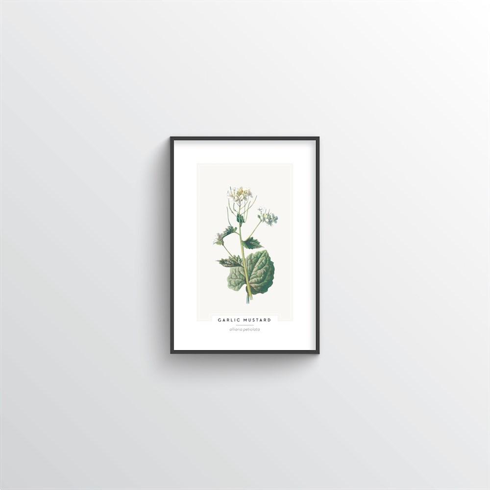 Garlic Mustard Botanical Art Print