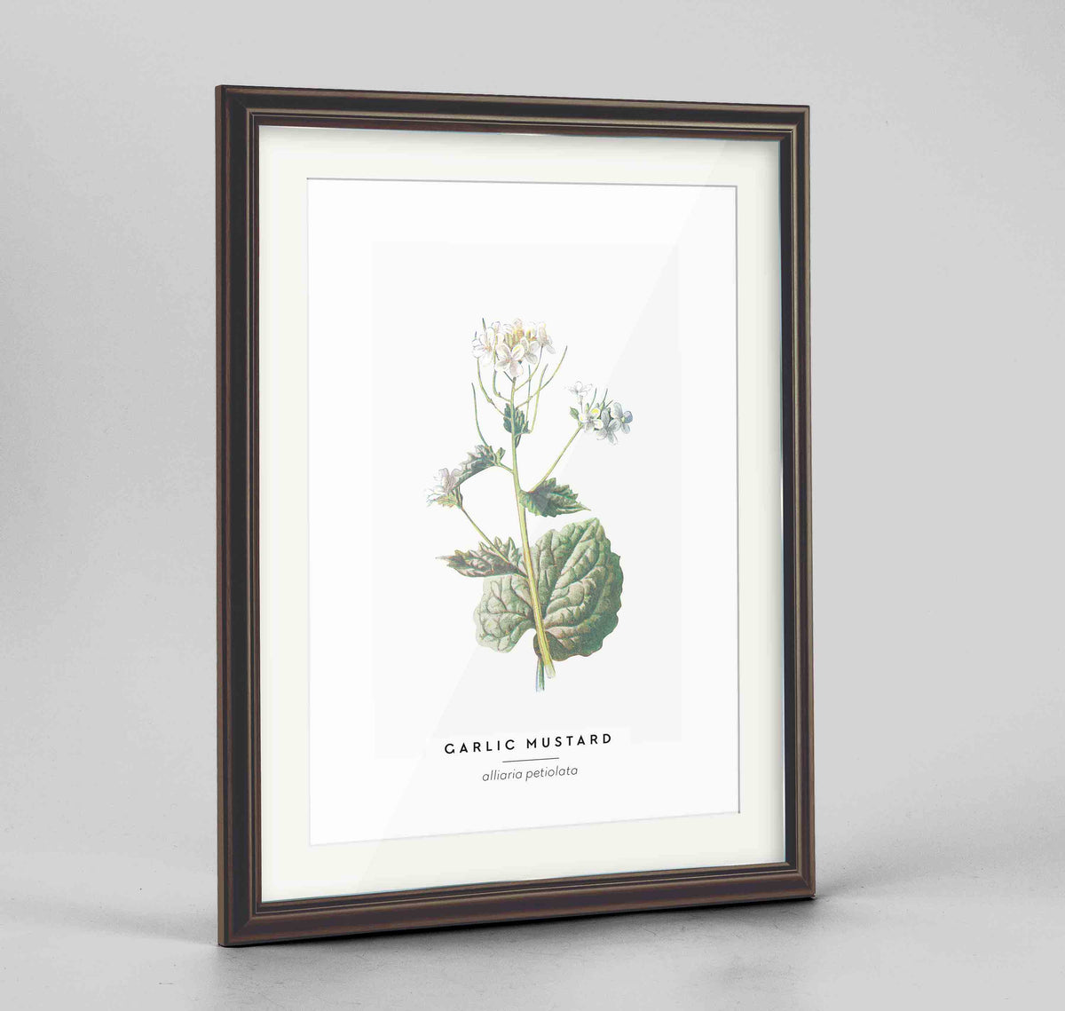 Garlic Mustard Botanical Art Print - Framed
