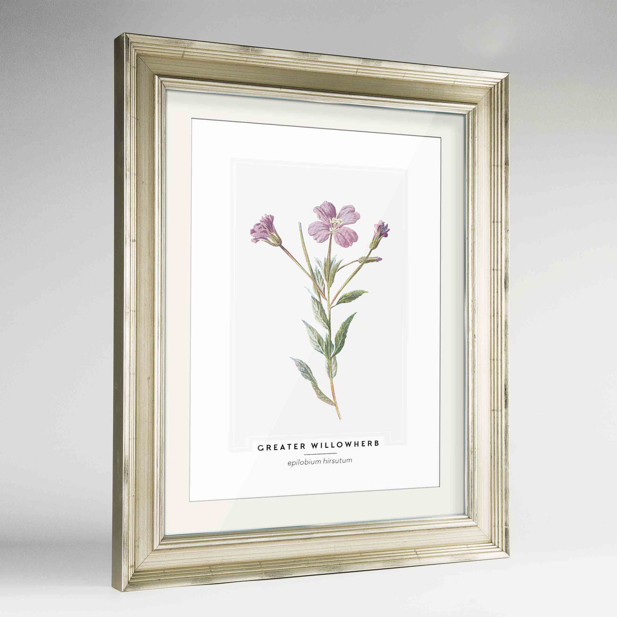 Greater Willowherb Botanical Art Print - Framed