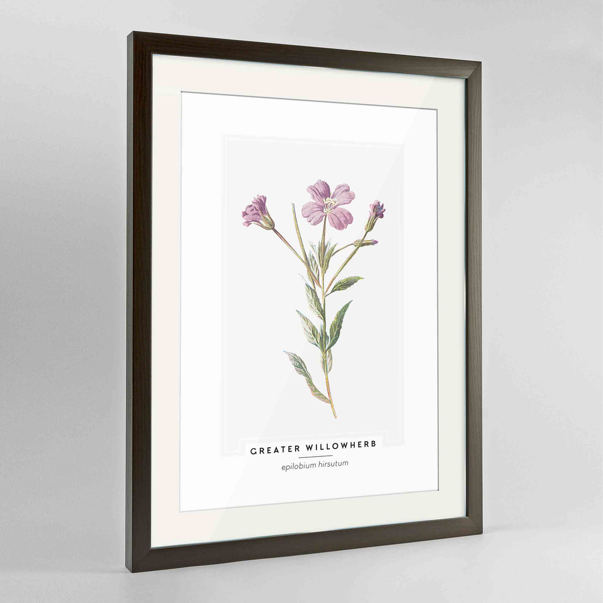 Greater Willowherb Botanical Art Print - Framed