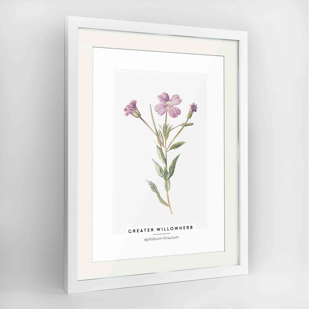 Greater Willowherb Botanical Art Print - Framed