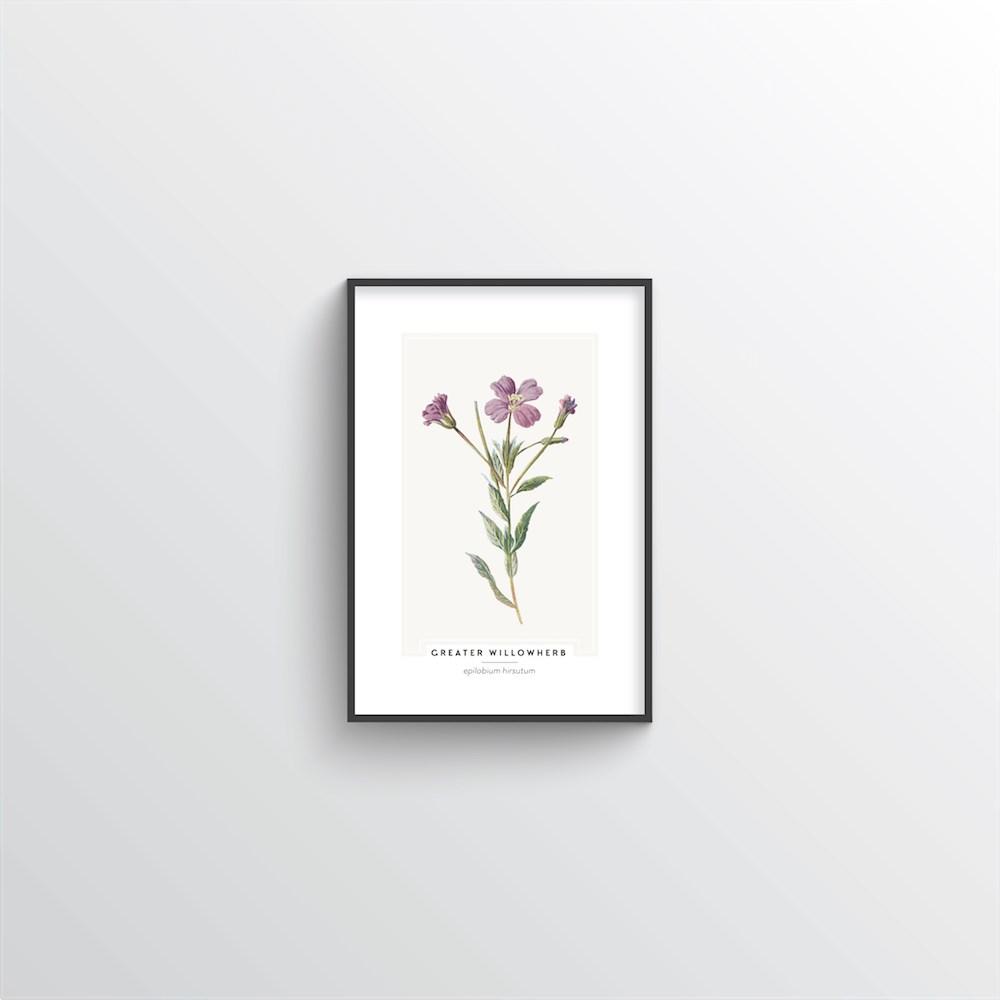 Greater Willowherb Botanical Art Print