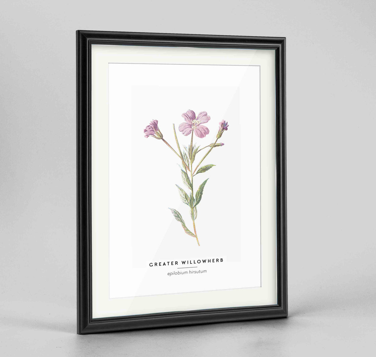 Greater Willowherb Botanical Art Print - Framed
