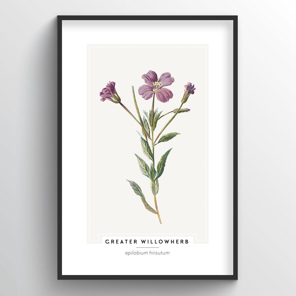 Greater Willowherb Botanical Art Print