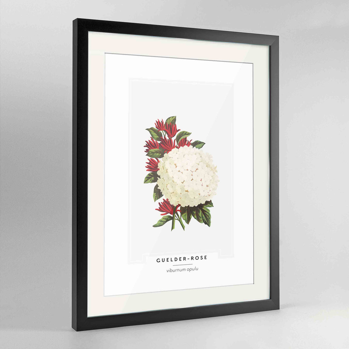 Guelder Rose Botanical Art Print - Framed