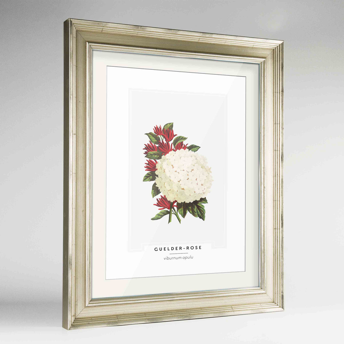 Guelder Rose Botanical Art Print - Framed