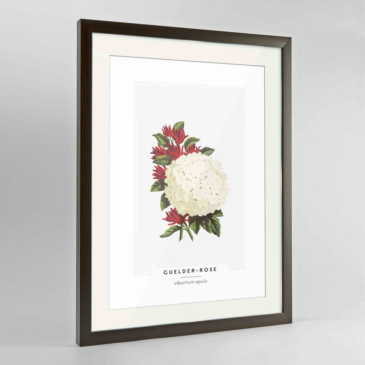 Guelder Rose Botanical Art Print - Framed