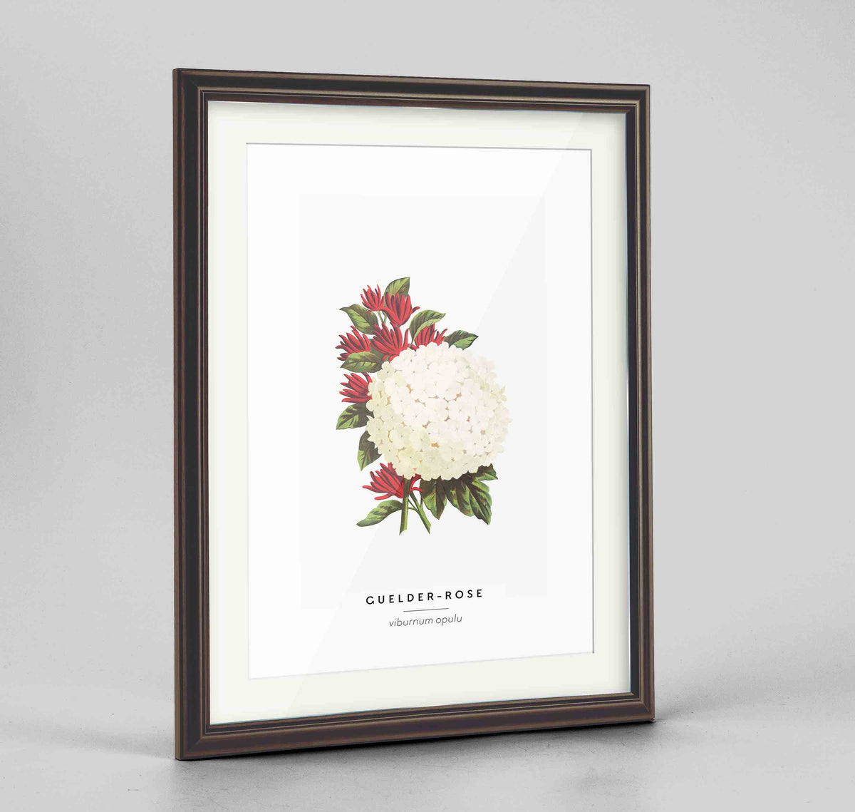 Guelder Rose Botanical Art Print - Framed