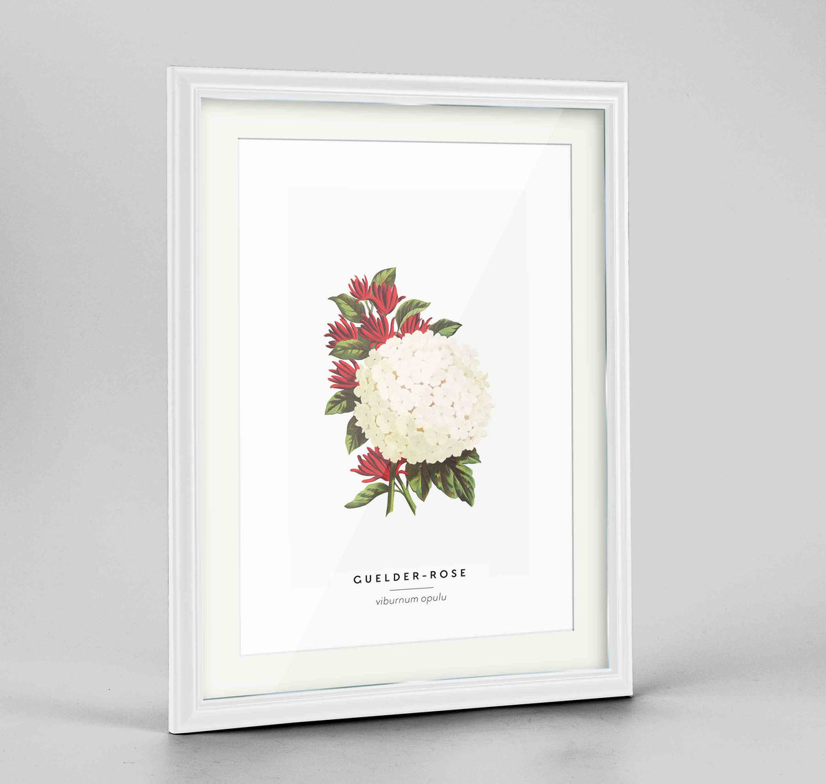 Guelder Rose Botanical Art Print - Framed