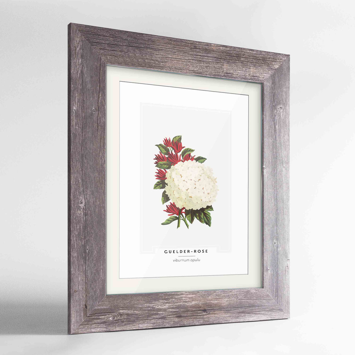 Guelder Rose Botanical Art Print - Framed