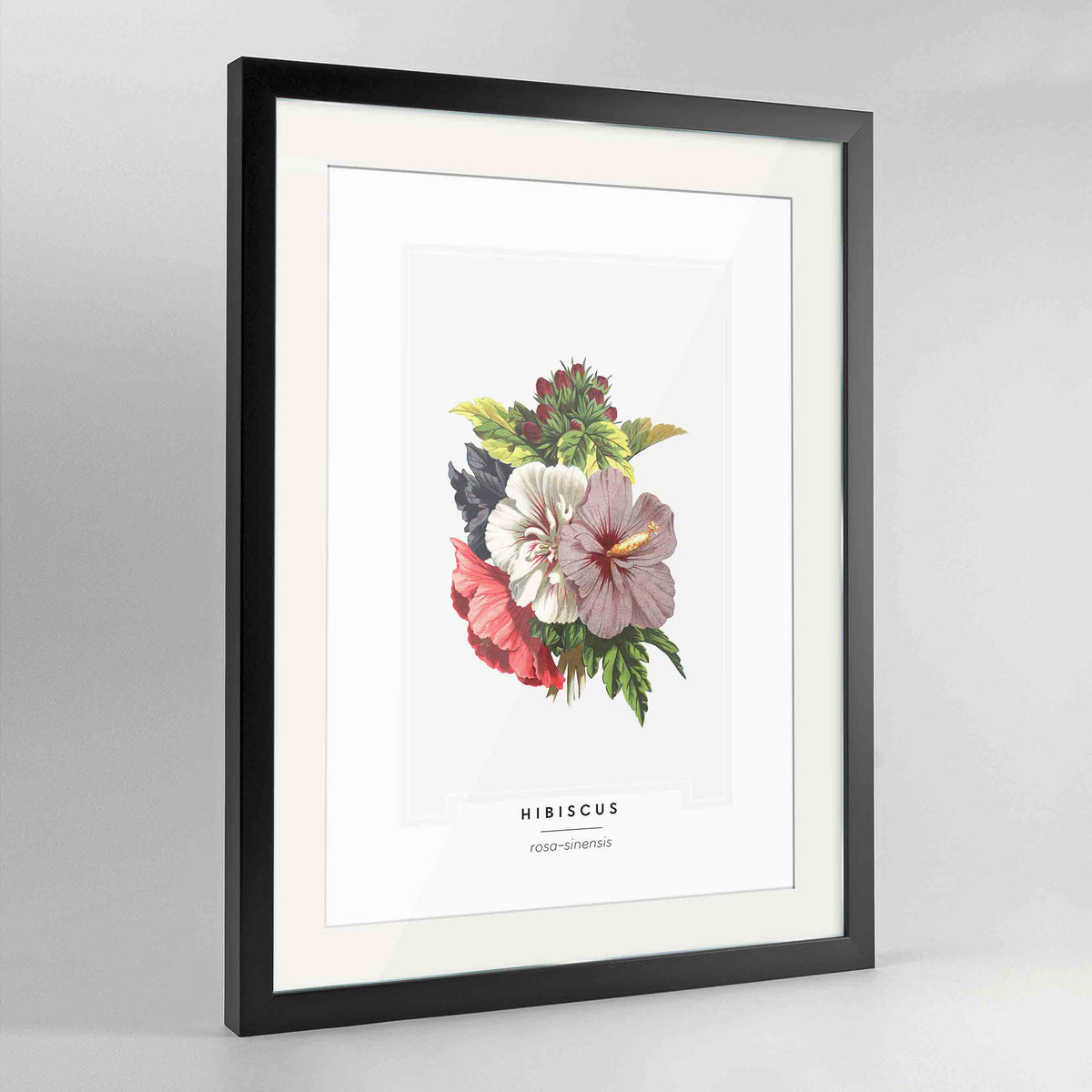 Hibiscus Botanical Art Print - Framed