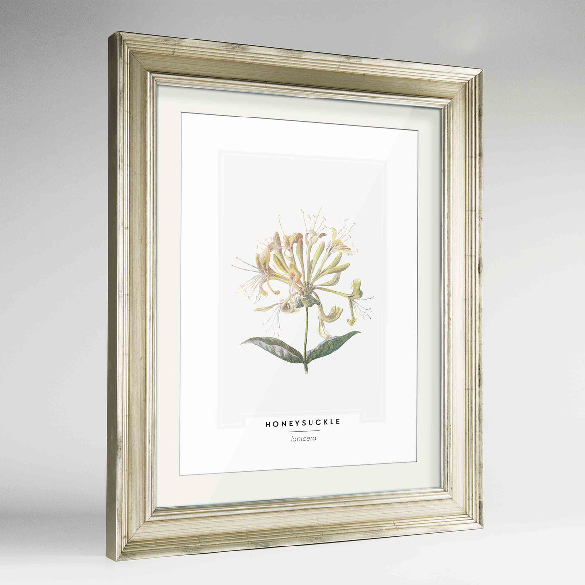 Honeysuckle Botanical Art Print - Framed