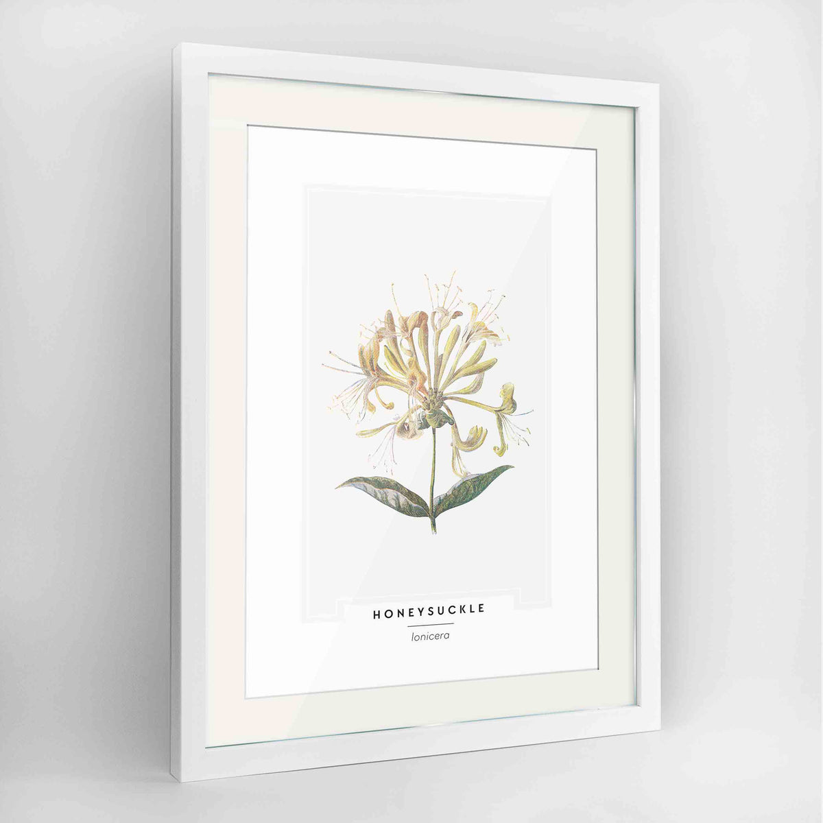 Honeysuckle Botanical Art Print - Framed