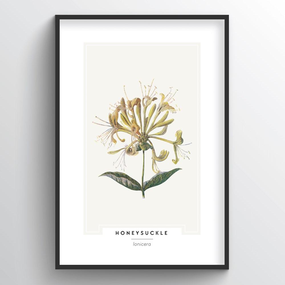 Honeysuckle Botanical Art Print