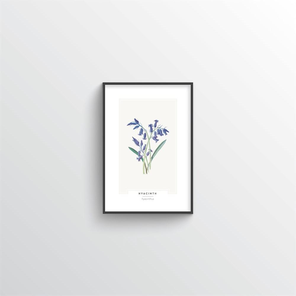 Hyacinth Botanical Art Print