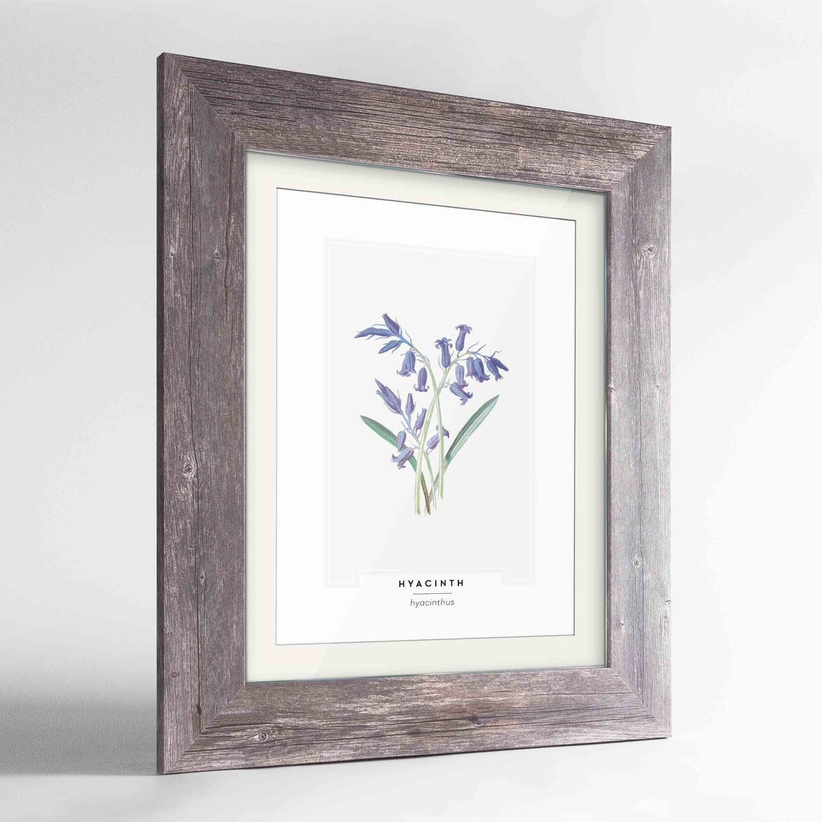 Hyacinth Botanical Art Print - Framed
