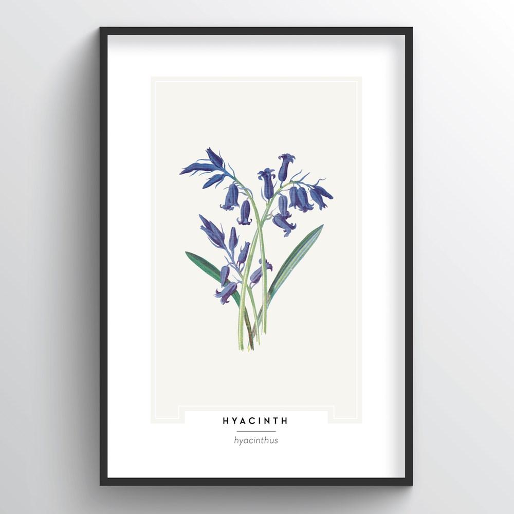 Hyacinth Botanical Art Print