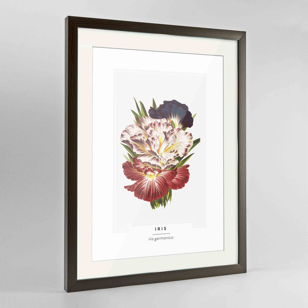 Iris Botanical Art Print - Framed