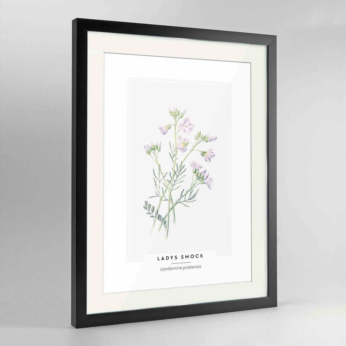 Lady&#39;s Smock Botanical Art Print - Framed