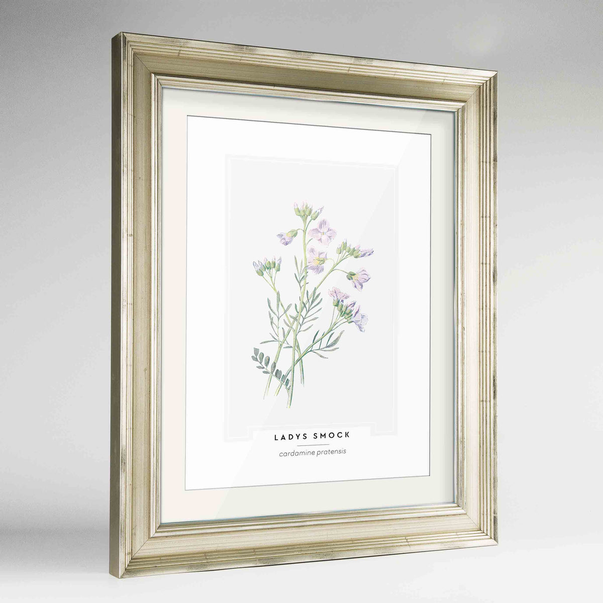 Lady&#39;s Smock Botanical Art Print - Framed