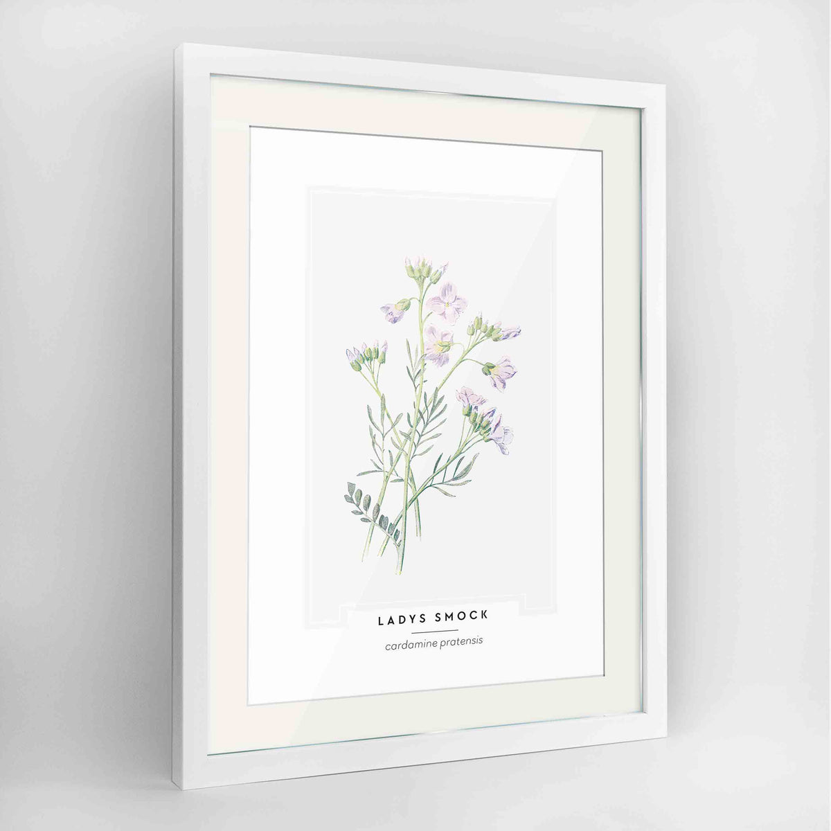 Lady&#39;s Smock Botanical Art Print - Framed