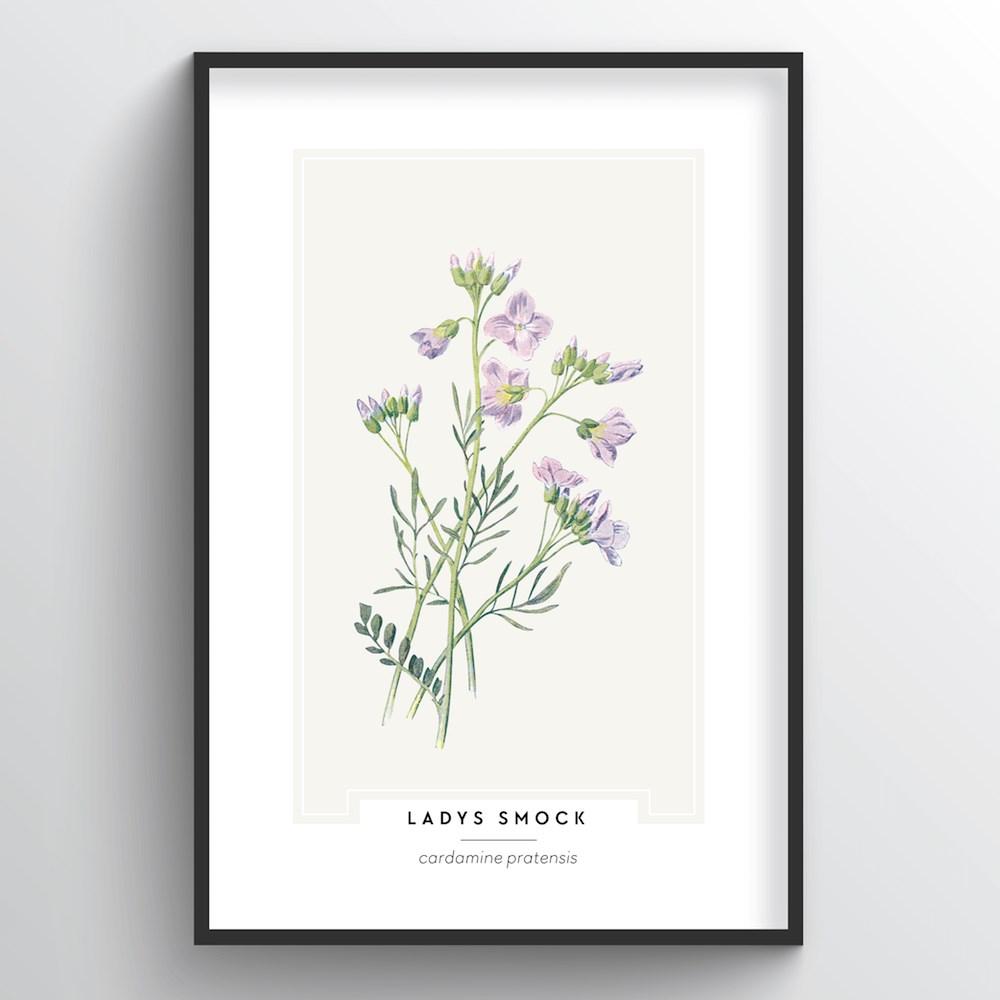 Ladys Smock Botanical Art Print