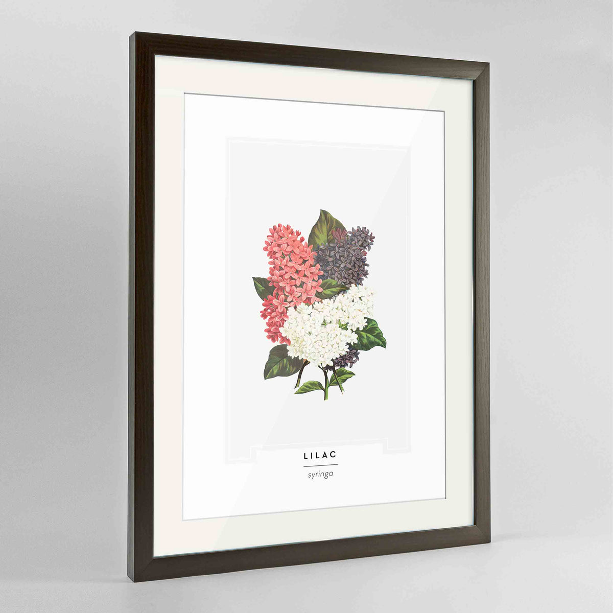 Lilac Botanical Art Print - Framed