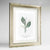 Lily Of The Valley Botanical Art Print - Framed