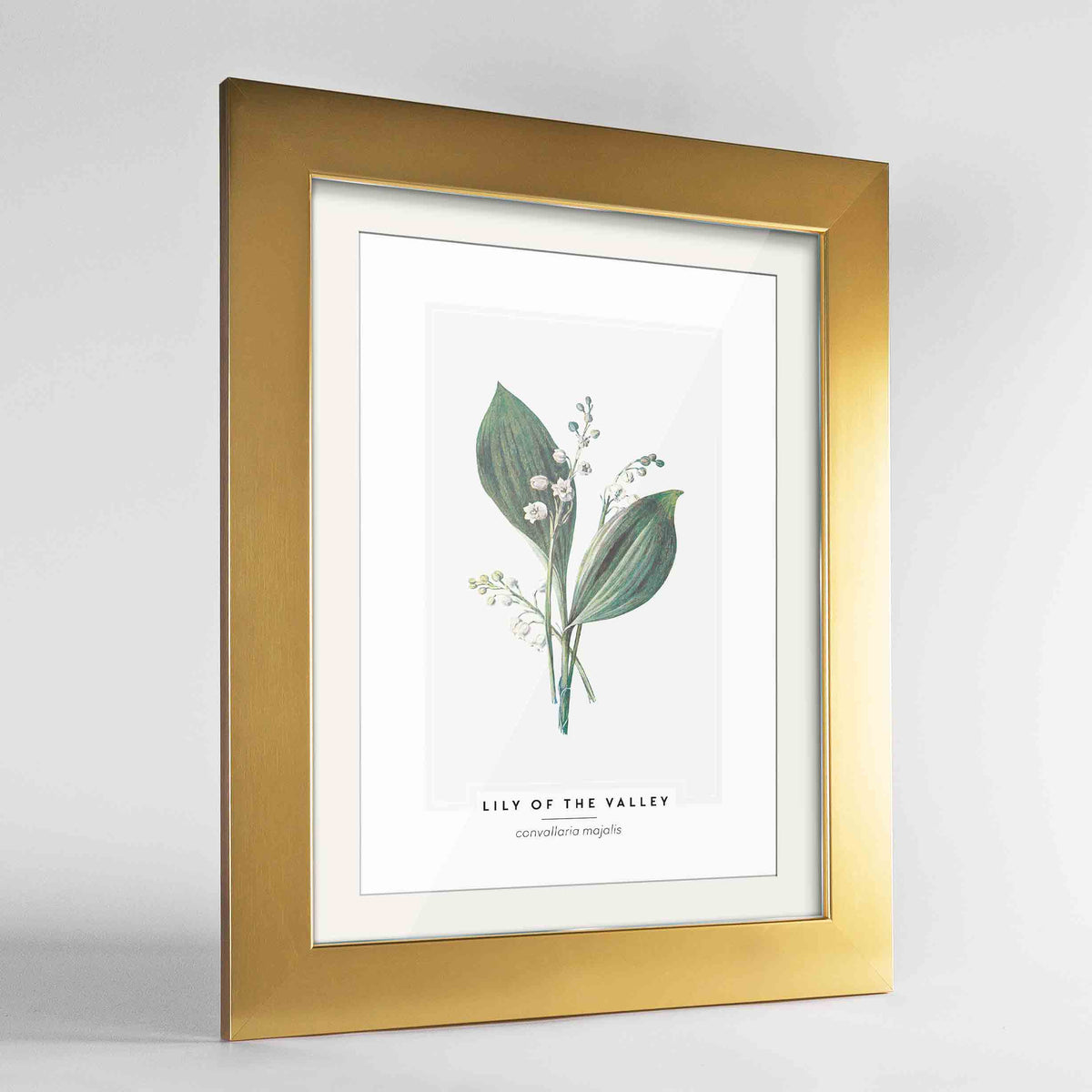 Lily Of The Valley Botanical Art Print - Framed