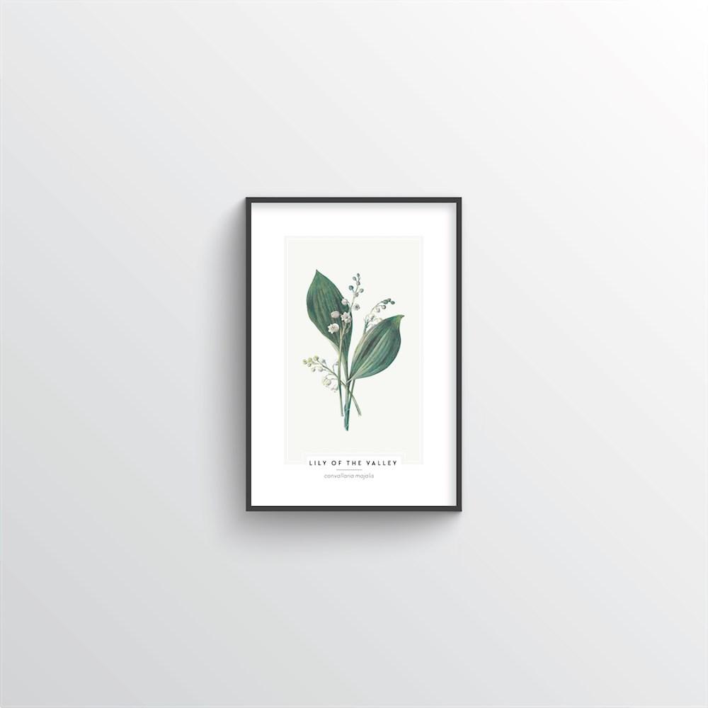 Lily Of The Valley Botanical Art Print