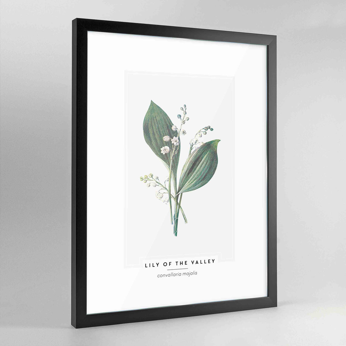 Lily Of The Valley Botanical Art Print - Framed